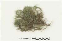 藏品(平苔屬)的圖片